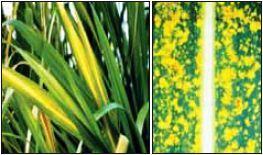 Sugarcane yellow leaf disease
