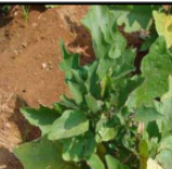Zinc deficiency