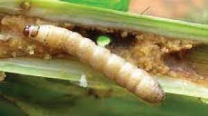Stem Borer