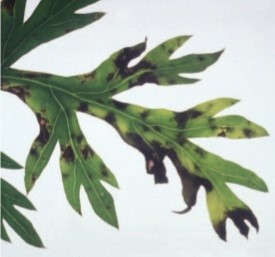 Bacterial blight