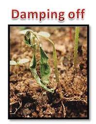 Damping Off