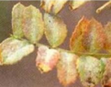 Powdery Mildew
