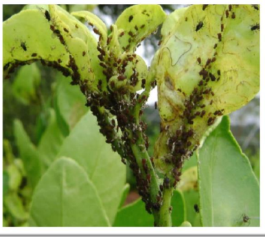Aphid