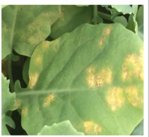 Downy mildew