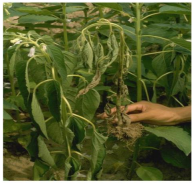 Phytophthora blight