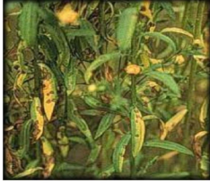 Brown leaf spot