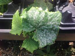 Powdery Mildew