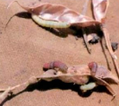 Spiny pod borer