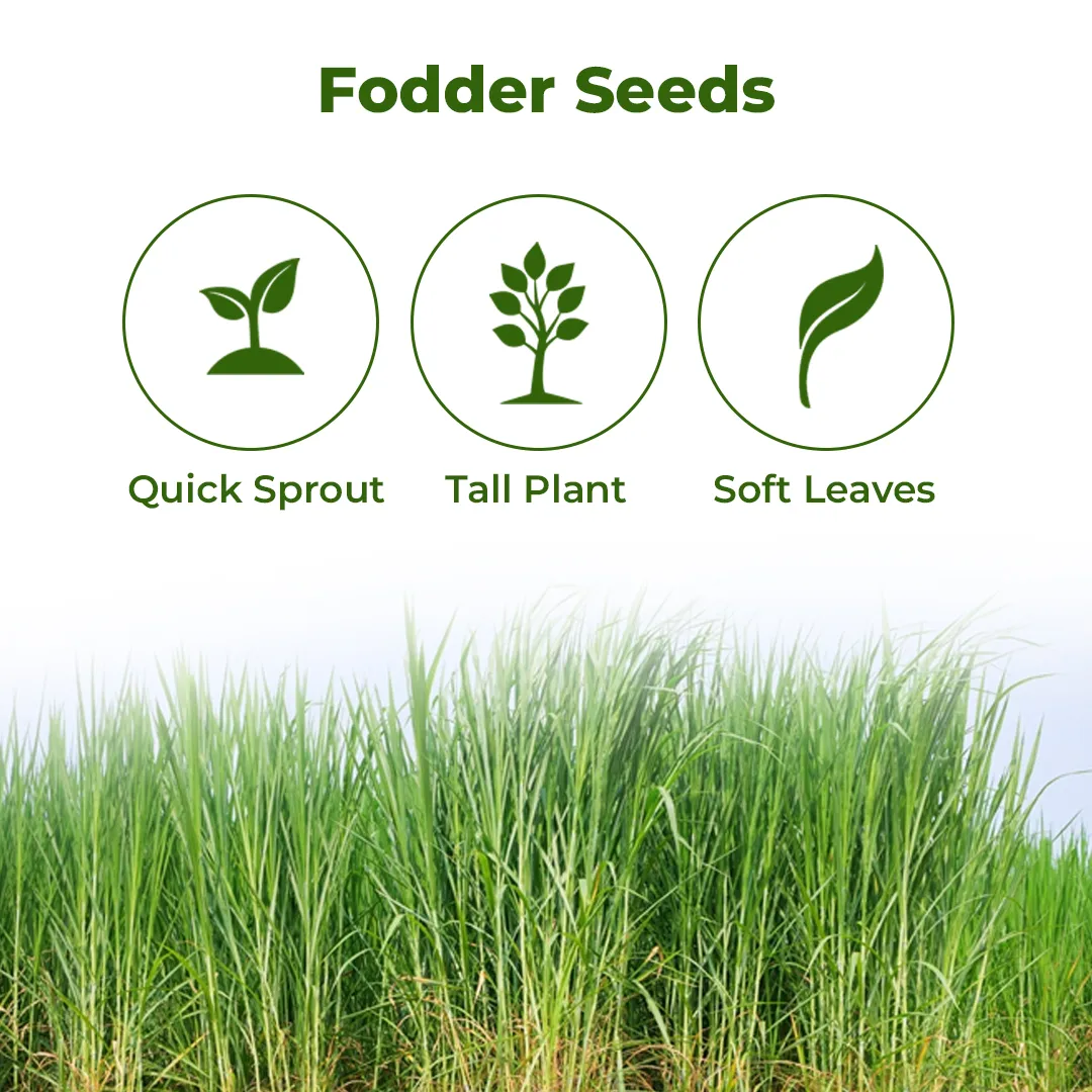 Sri Sai Forestry Sorghum Sudan Grass Fodder Seeds For Goat And Cow, Red Sudan Multi Cut Grass Seeds - Image 3