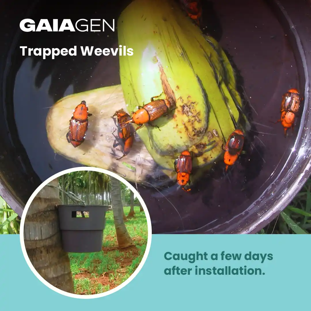 गाइएजेन आरपीडब्ल्यू फेरोमोन ल्योर और कीट बाल्टी जाल, लाल ताड़ सुंडी (राइन्कोफोरस फेरूजीनियस) के लिए, आईएमओ प्रमाणित - Image 8