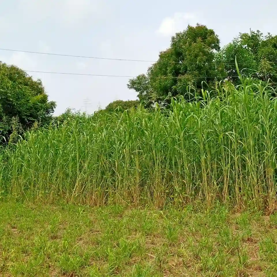 Dhyanarsh CSV33MF Sorghum Seeds, Fodder Seeds, Multi-Cut, Fast Growth Variety - Image 3