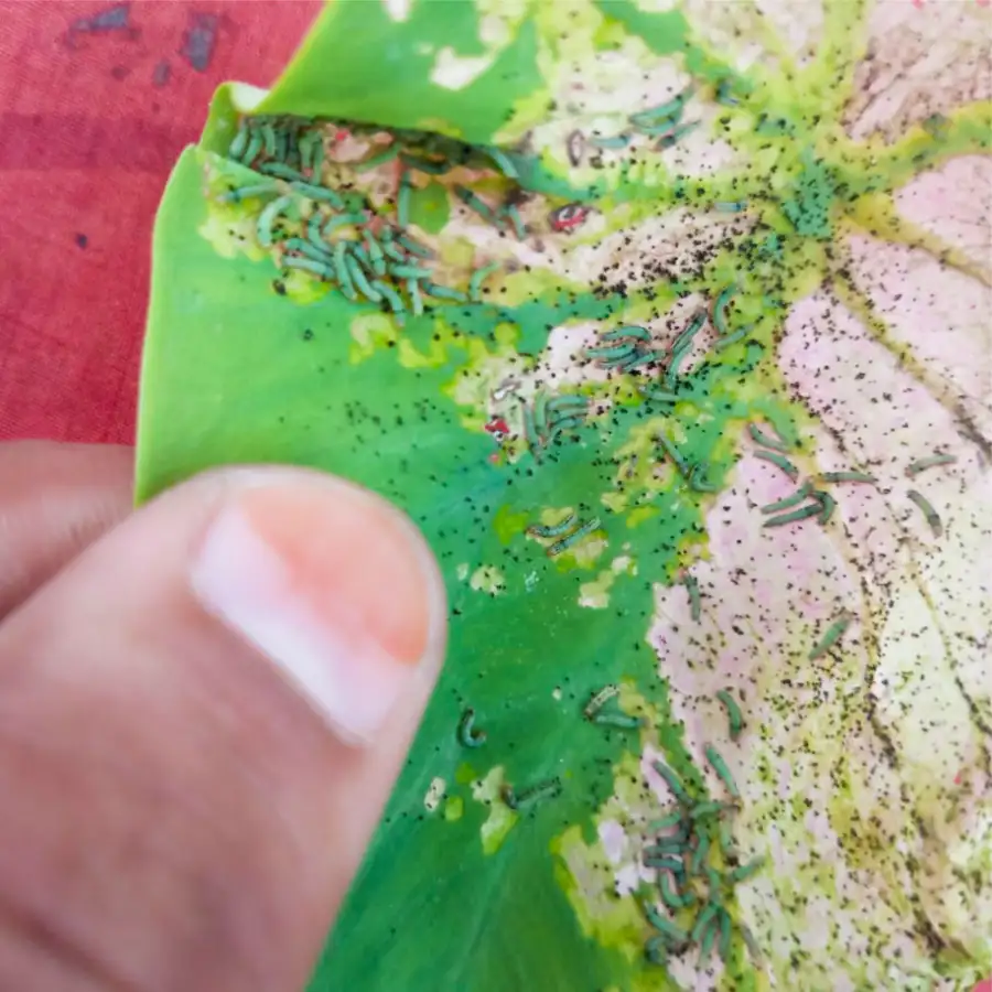 फ़नल ट्रैप, स्पोडो ओ ल्यूर (स्पोडोप्टेरा लिटुरा फेरोमोन) तम्बाकू, कपास, लाल चना, टमाटर और मिर्च के लिए उपयोगी। - Image 5