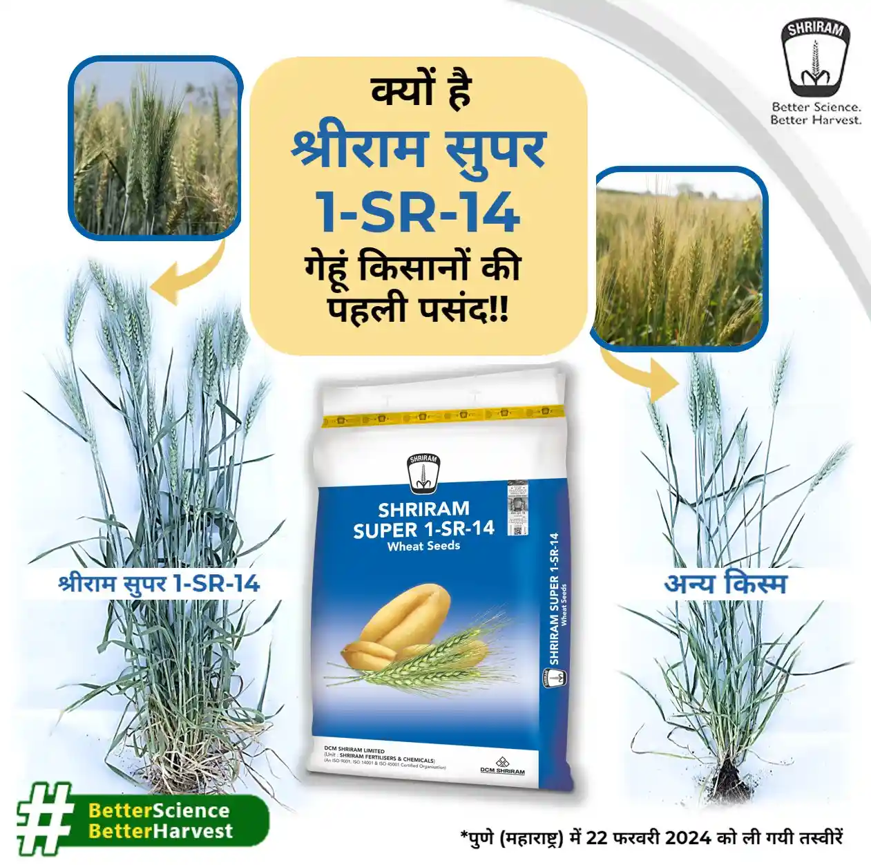DCM Shriram SUPER 1-SR-14 Wheat Seeds - Image 2
