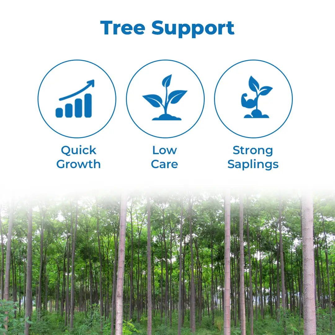 श्री साई फॉरेस्ट्री - मेलिया ड्यूबिया के बीज, मलाबार नीम के बीज, तेज़ी से बढ़ने वाला वृक्ष - Image 3