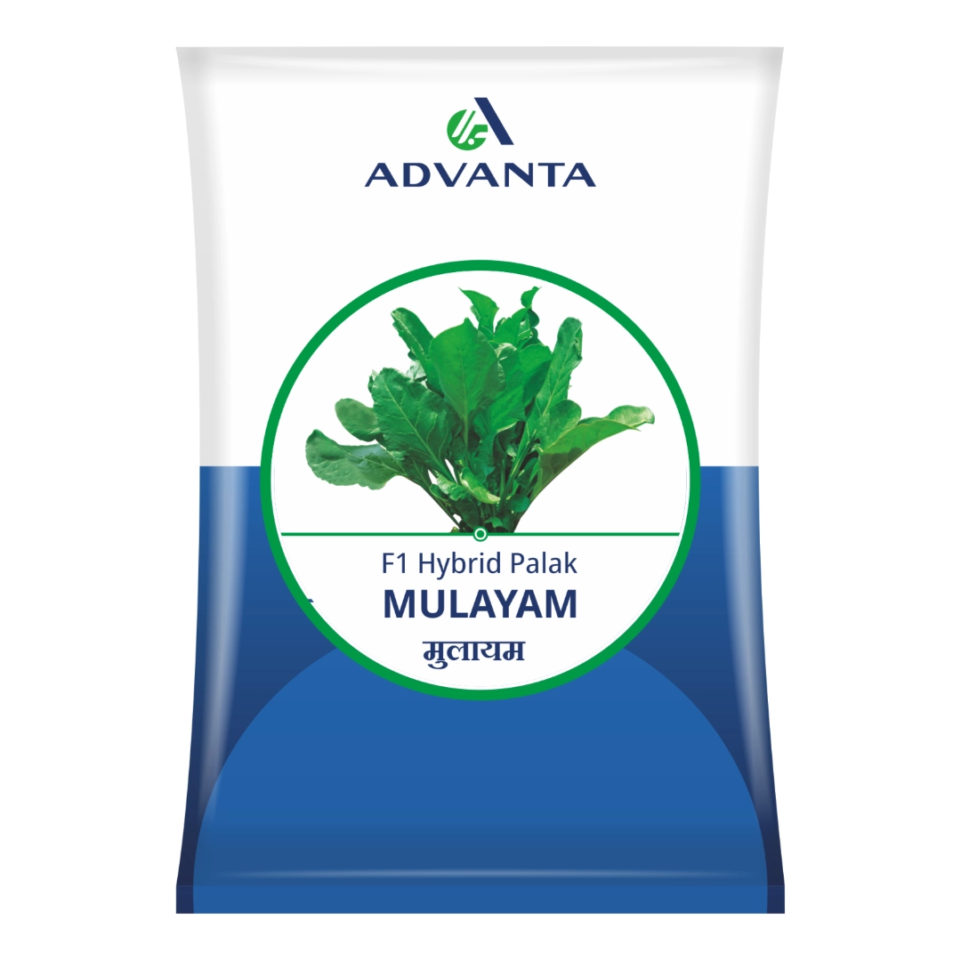 Advanta MULAYAM F1 Hybrid Spinach Seeds, Excellent Germination Quality