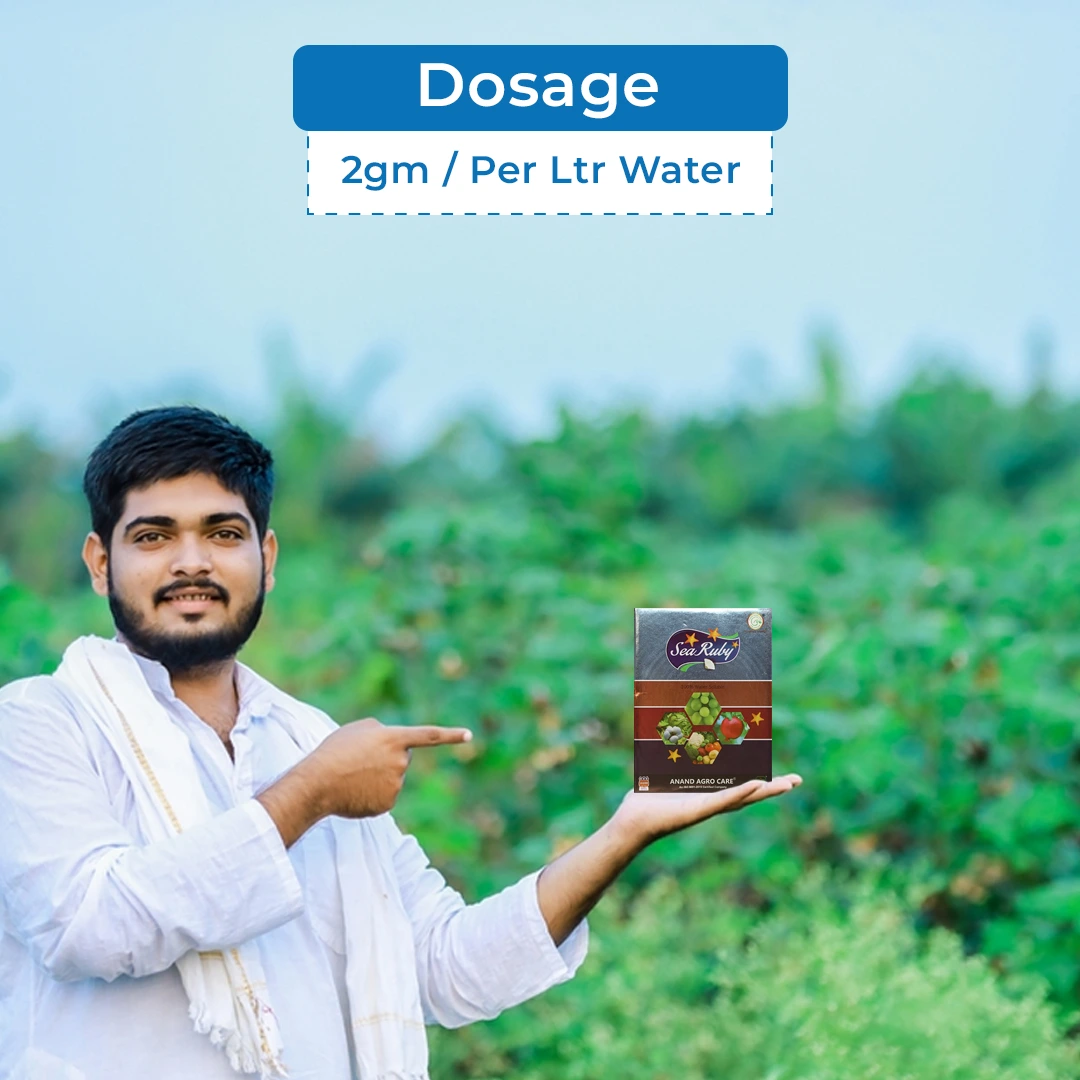 Anand Sea Ruby (Powder), 100% Water Soluble Naturally Derived Green Seaweed Extract, Enhances Yield And Marketable Quality - Image 5