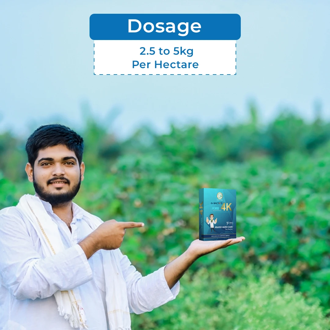 Anand Agro Care Dr. Bacto\'s KMB 4K (Potash Mobilizing Bacteria) Increases Crop Productivity And Yield - Image 5