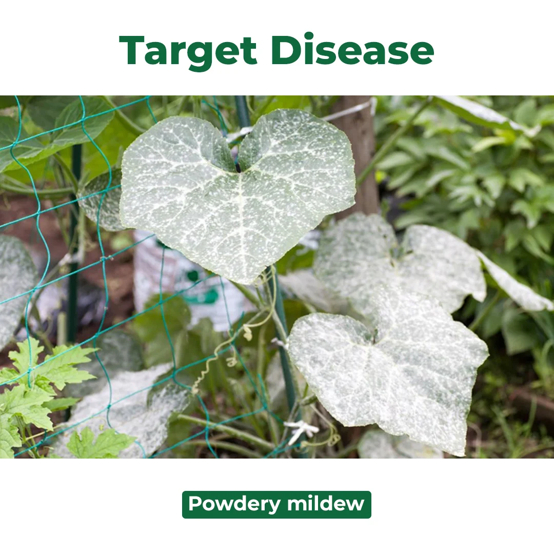 SML LIQUIFLO Sulphur 55.16% SC Fungicide is Contanct Fungicide, Used for the Control of Powdery Mildew of Grape In Crops - Image 3