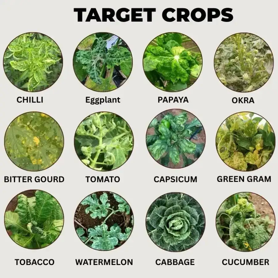 VC-100 Combo Pack (VC-100 1 Kg + Aceta Pro 200 Gm + Double Engine 250 Gm) Effective For Virus And Pest Control - Image 5