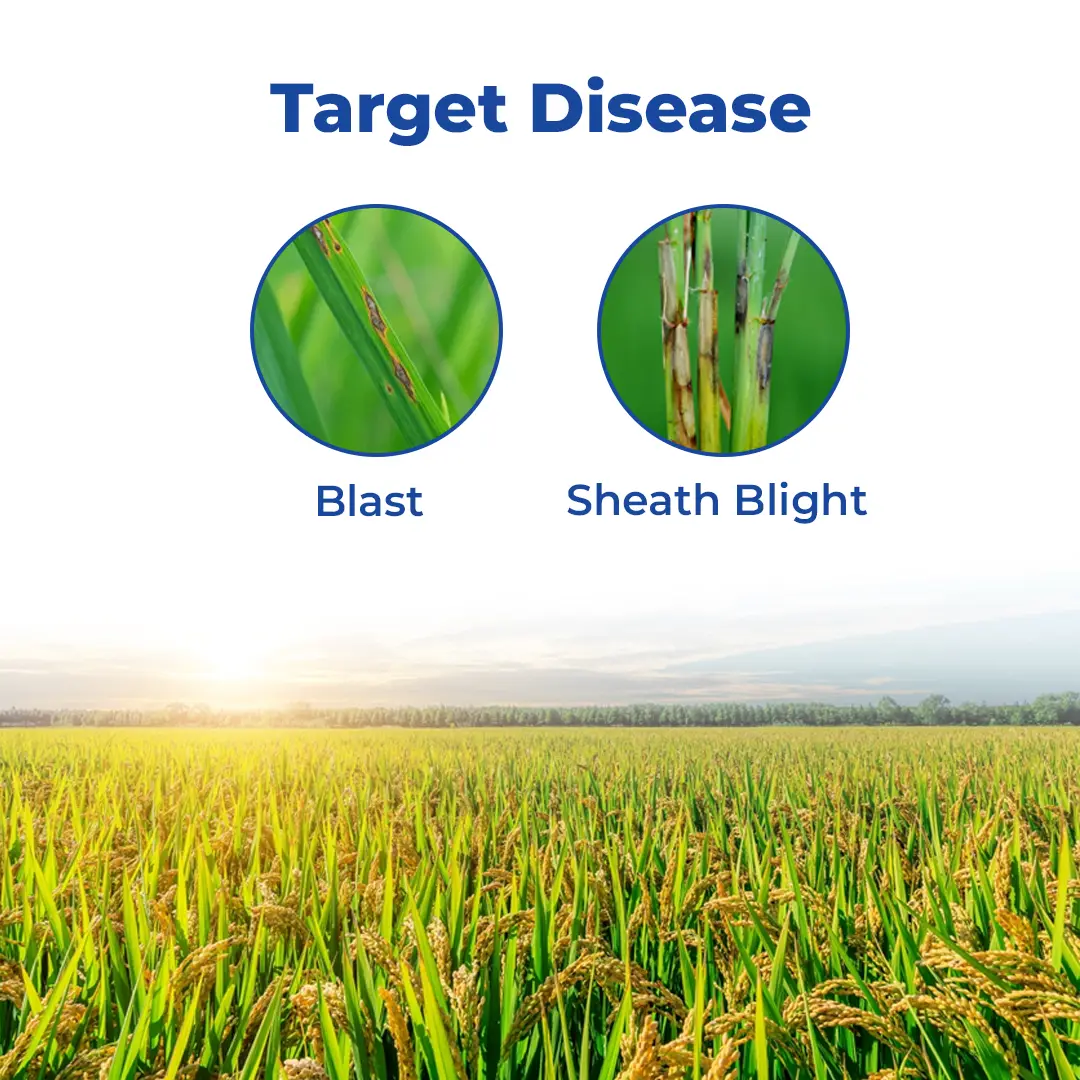 IIL Izuki Thifluzamide 26% + Kasugamycin 6% SC Fungicide, Advanced Disease Control For Paddy - Image 3