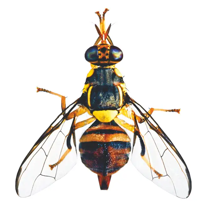 HEDO Fruit Fly Trap Yellow IPM With Fruit Fly Lure (Bactrocera Correcta, Bactrocera Zonata, Bactrocera Dorsalisa) Control Fruit Fly In All Fruits - Image 8