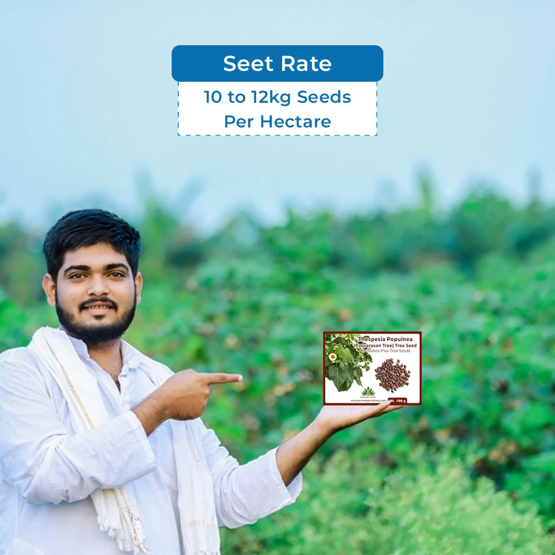 Thespesia Populnea (Poovarasan Tree) Tree Seed, Apple Shaped Fruit          - Image 5