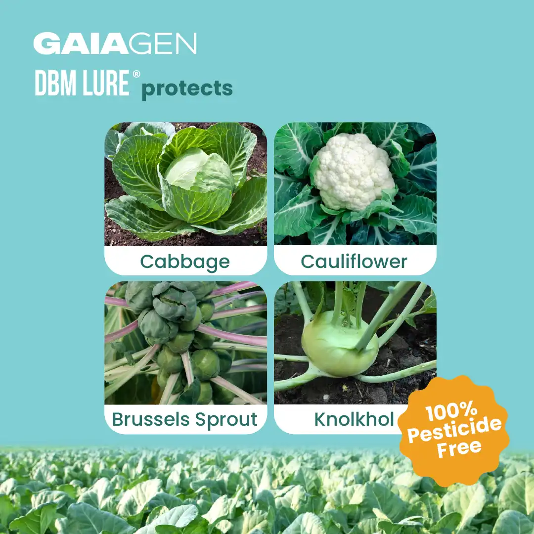 गाइएजेन डायमंडबैक मोथ फेरोमोन ल्यूर फॉर प्लूटेला ज़ाइलोस्टेला, आईएमओ प्रमाणित - Image 3