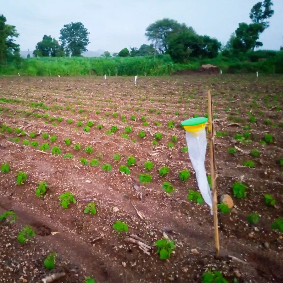 फ़नल ट्रैप, स्पोडो ओ ल्यूर (स्पोडोप्टेरा लिटुरा फेरोमोन) तम्बाकू, कपास, लाल चना, टमाटर और मिर्च के लिए उपयोगी। - Image 3