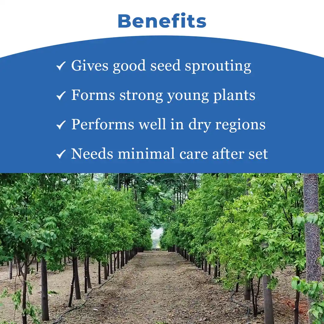 श्री साई फॉरेस्ट्री - लाल चंदन के बीज (पेटेरोकार्पस सांतालिनस, लाल चंदन या रक्तचंदन) - Image 4