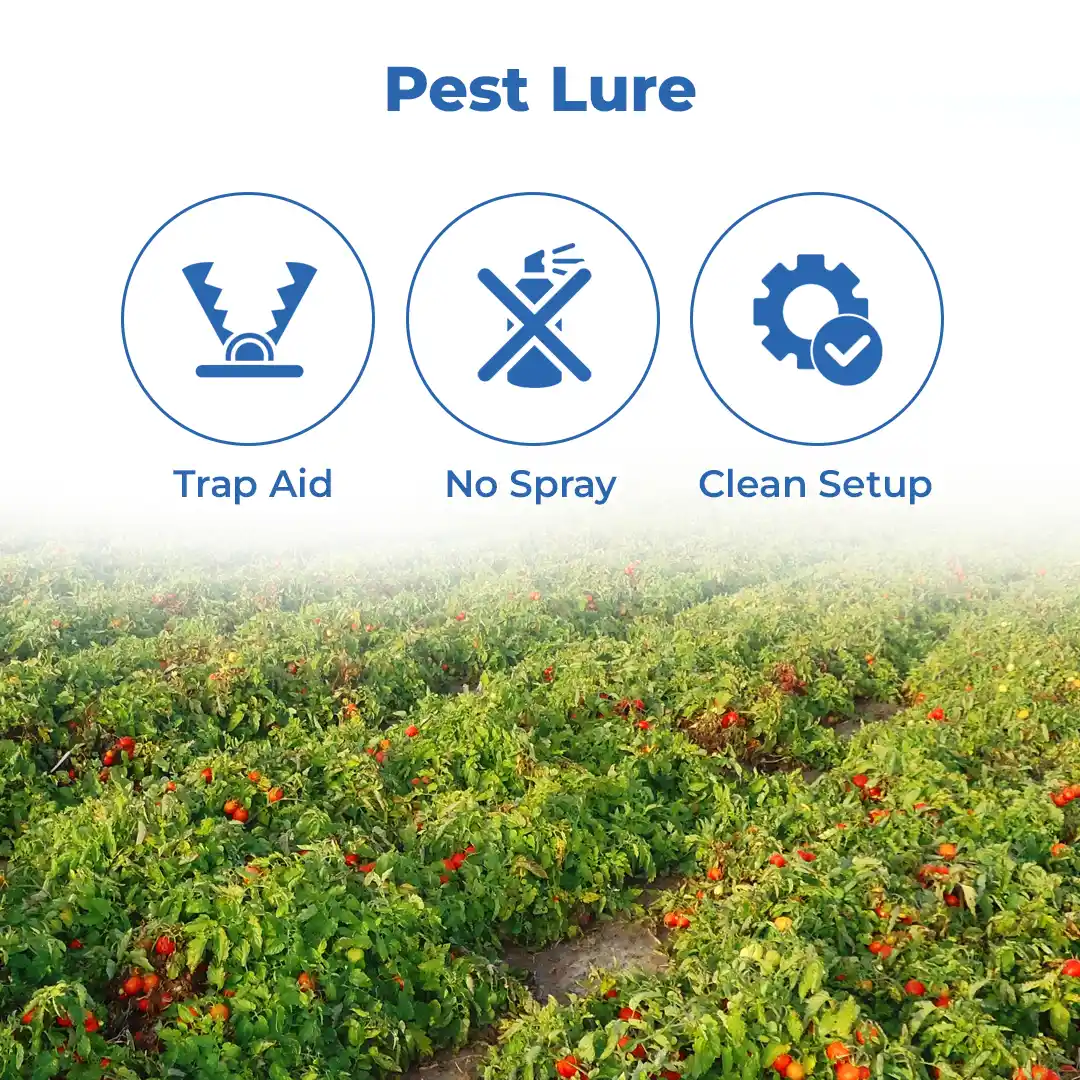 वाटर फेरोमोने ट्रैप, तू-टॉम फेरोमोन ल्यूर के साथ (टूटा एब्सोल्यूट, टोमैटो लेक्सिफमिनर) टमाटर, चेरी टमाटर और आलू के लिए उपयोगी। - Image 3