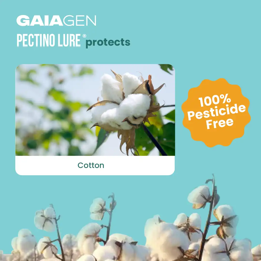 Gaiagen Pheromone Lure for Pink Bollworm (Pectinophora Gossypiella) And Insect Funnel Trap, IMO Certified. - Image 3