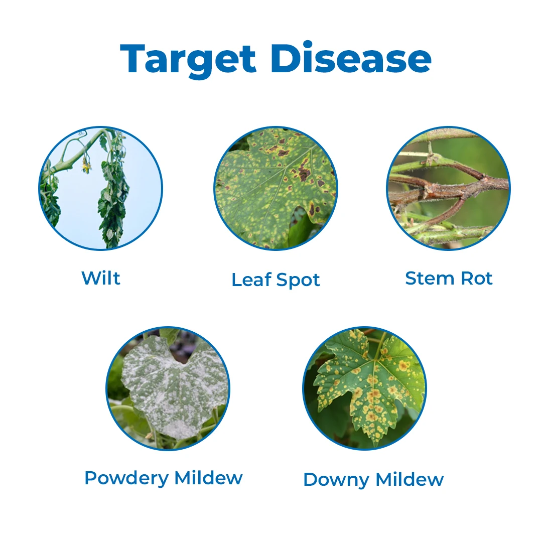 EBS Pseudomonas Fluorescence Bio Fungicide, Controlling Diseases Like Root Rot, Stem Rot, Collar Rot On All Crops. - Image 3