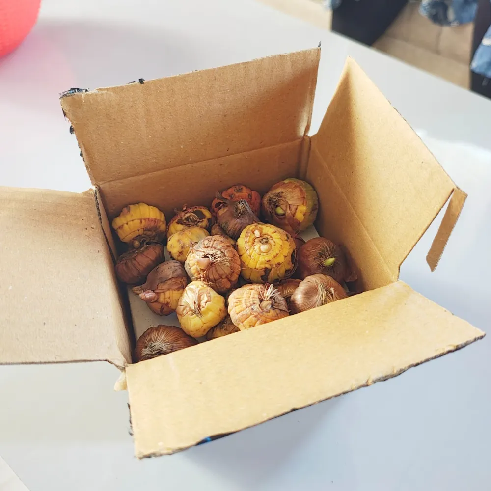 VR Gladiolus Flower Bulbs, Mixed Colours, Sword Lily, Suitable For Gardens, Pots And Cut Flower (20 Bulbs) - Image 6