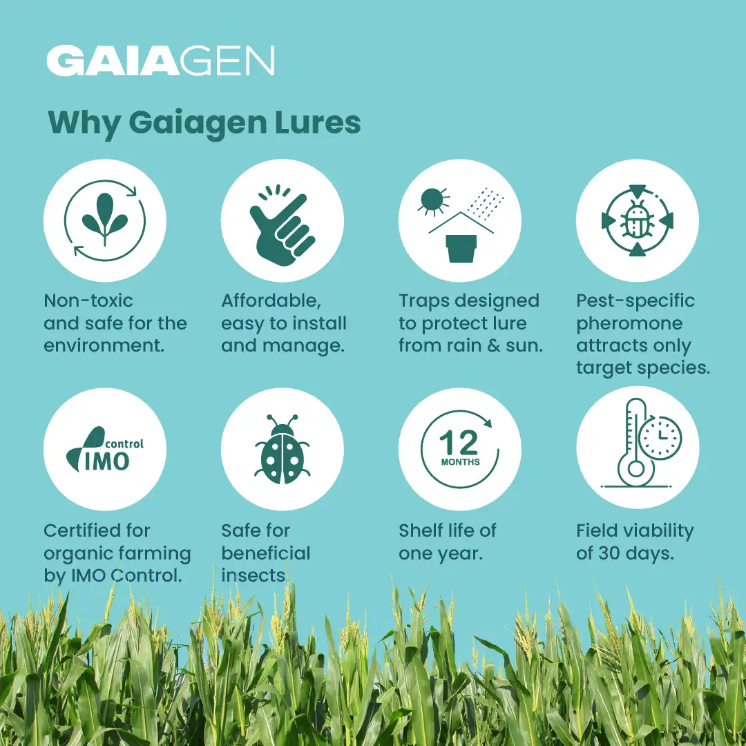 गाइएजेन फॉल कपास का कीड़ा फेरोमोन ल्योर (स्पोडोप्टेरा फ्रुगीपेरडा) और कीट फनल जाल, आईएमओ प्रमाणित - Image 8