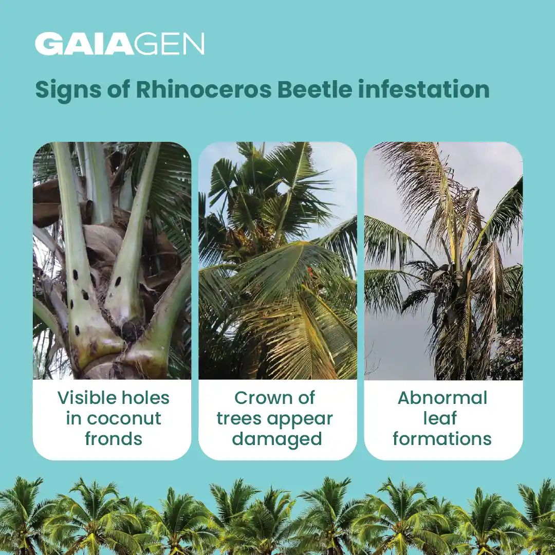 गाइएजेन आरबी ल्यूर, फेरोमोन ल्यूर राइनोसेरोस बीटल (ओरिक्टेस भृंग) के लिए बाहरी पौधों और कीट बकेट ट्रैप, आईएमओ प्रमाणित - Image 3