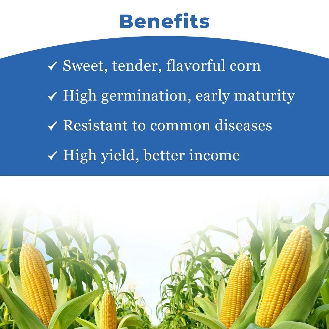 Advanta F1 Hybrid Golden Honey Sweet Corn Seed, Sugary-Enhanced Hybrid With Tender, Flavorful And Sweet Kernels - Image 4