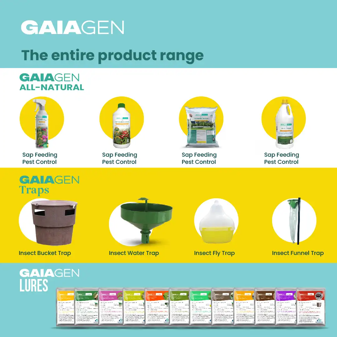 Gaiagen Bador Lure, Pheromone Lure For Fruit Fly (Bactrocera Dorsalis) And Insect Fly Trap, IMO Certified - Image 10