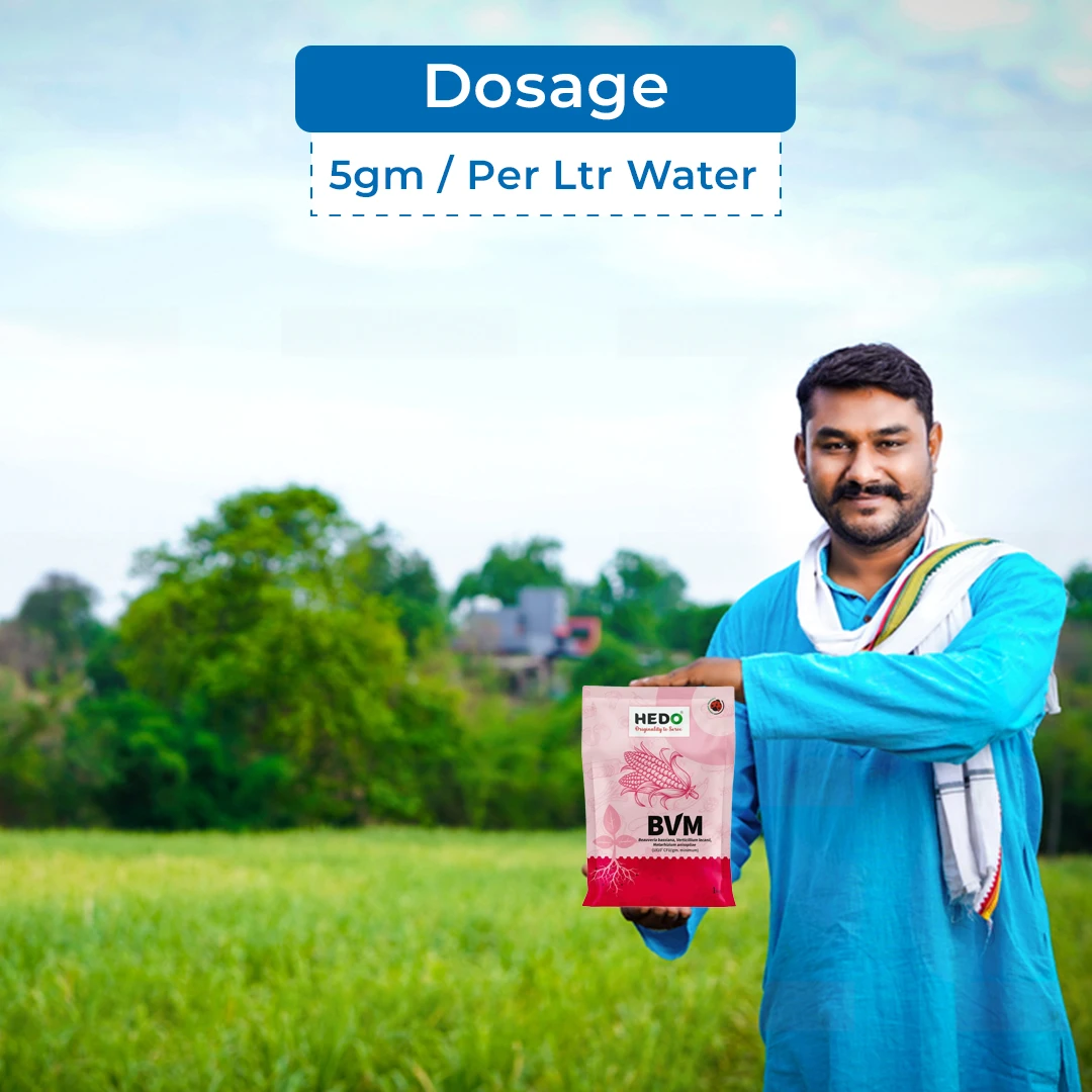HEDO BVM (Beauveria bassiana + Verticillum Lecanii + Metarhizium Anisopliae) Powder For Agriculture, Garden & All Crops To Control Aphids - Image 5