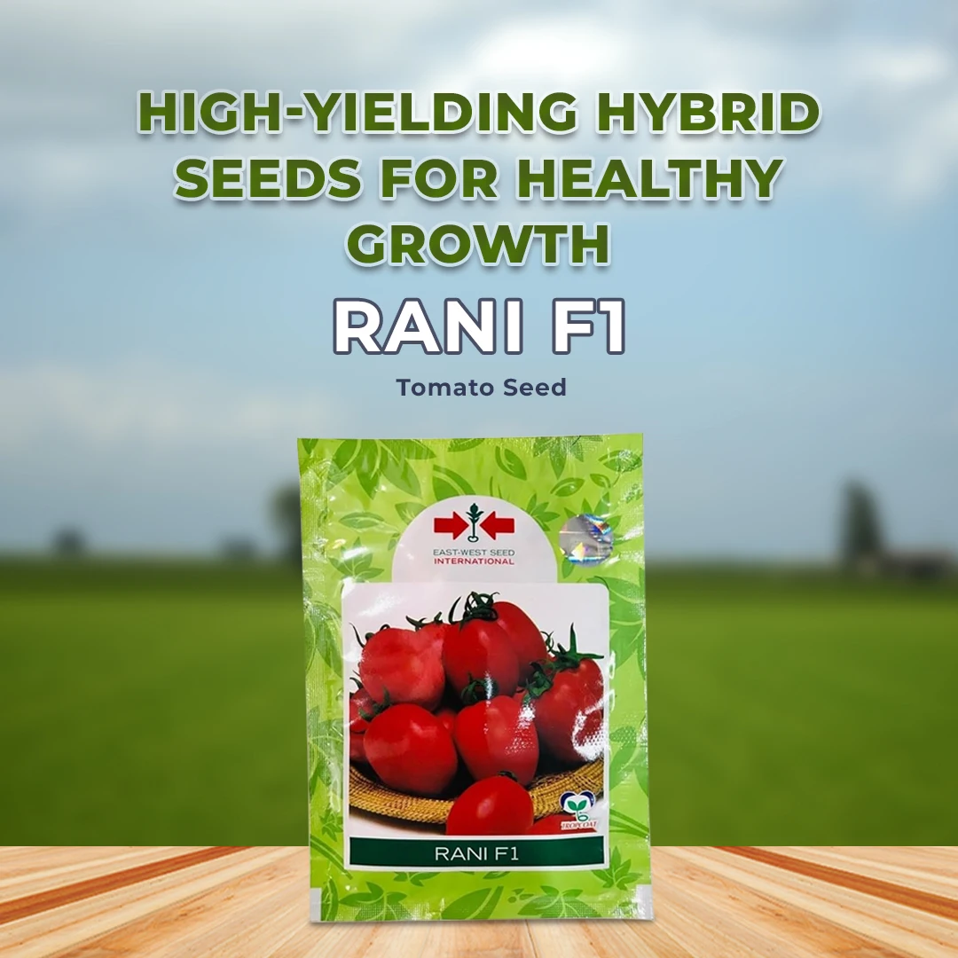 East West RANI F1 Hybrid Tomato Seed, Best For Determinate And Semi Spreading Plant - Image 2