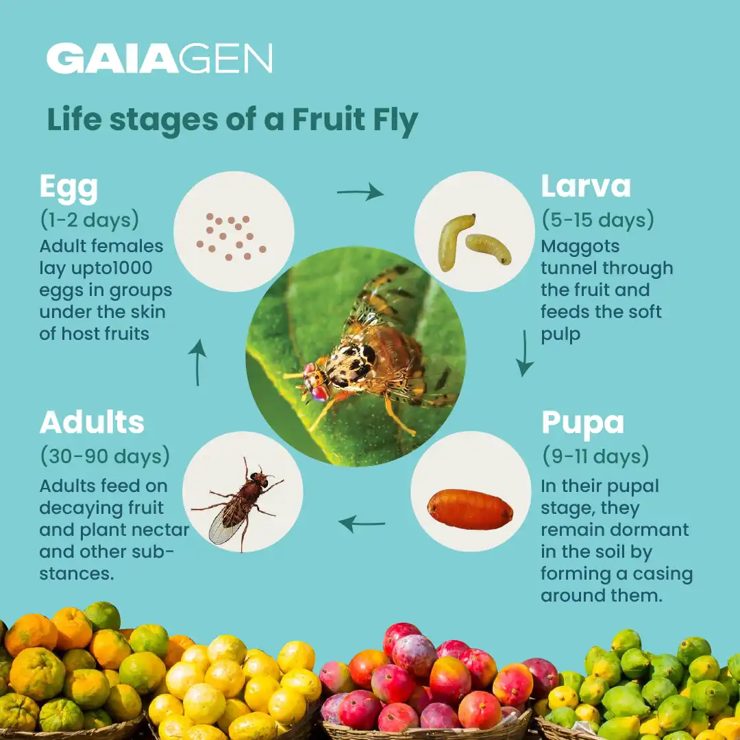Gaiagen Bador Lure, Pheromone Lure For Fruit Fly (Bactrocera Dorsalis) And Insect Fly Trap, IMO Certified - Image 5