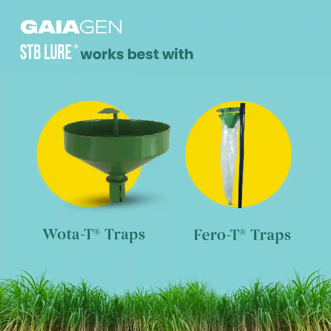 GAIAGEN Pheromone Water Trap and Lure For Sugarcane Top Borer (Scirpophaga excerptalis) And Insect Water Trap Combo Pack - Image 9