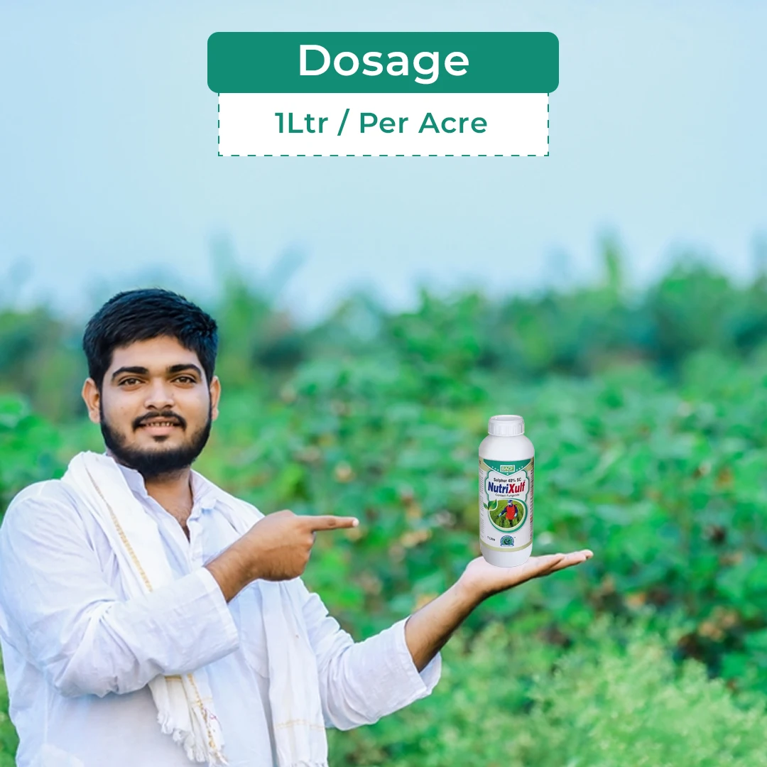 BACF Nutrixulf Sulphur 40% SC Fungicides, Effective Against Powdery Mildew, Rust, Leaf Spot. - Image 5