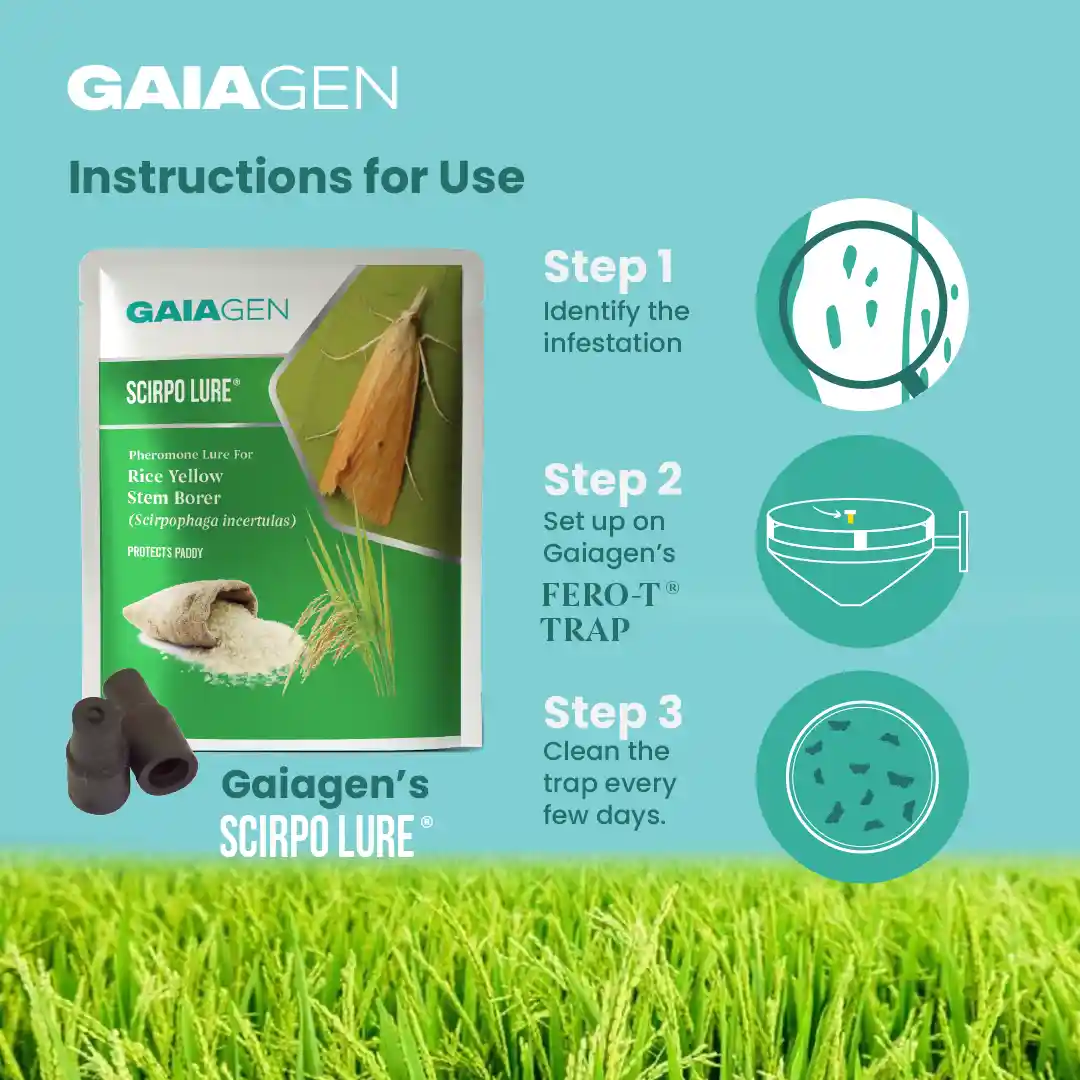 गाइएजेन चावल का पीला तना छेदक (स्किरपोफगा इंसर्टुलास) फेरोमोन ल्यूर और फनल कीट ट्रैप्स कॉम्बो, आईएमओ प्रमाणित - Image 5