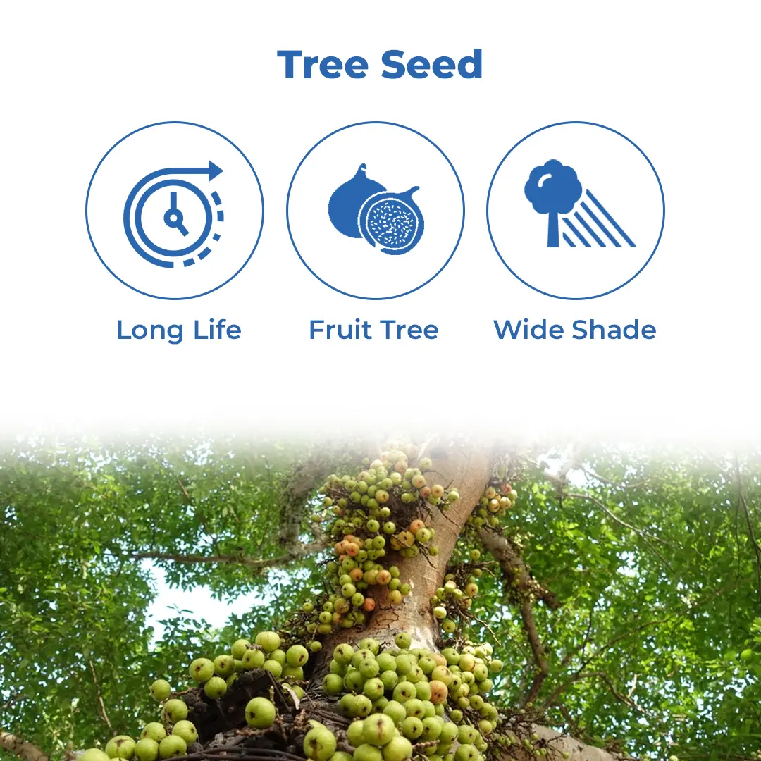 श्री साई फॉरेस्ट्री, गुलर, क्लस्टर फिग, फिकस रासेमोसा, प्राकृतिक स्वादिष्ट अथी फल वृक्ष के बीज - Image 3