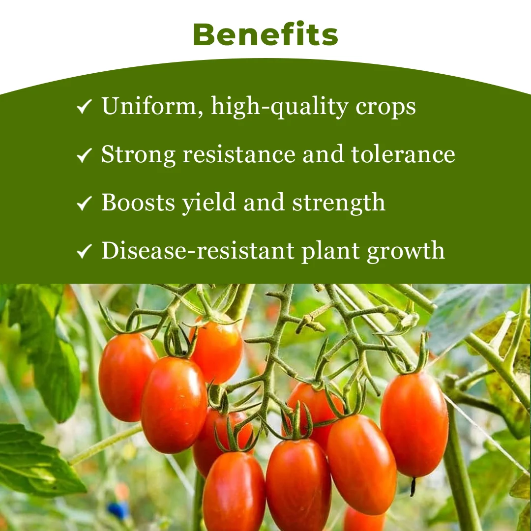 East West RANI F1 Hybrid Tomato Seed, Best For Determinate And Semi Spreading Plant - Image 4