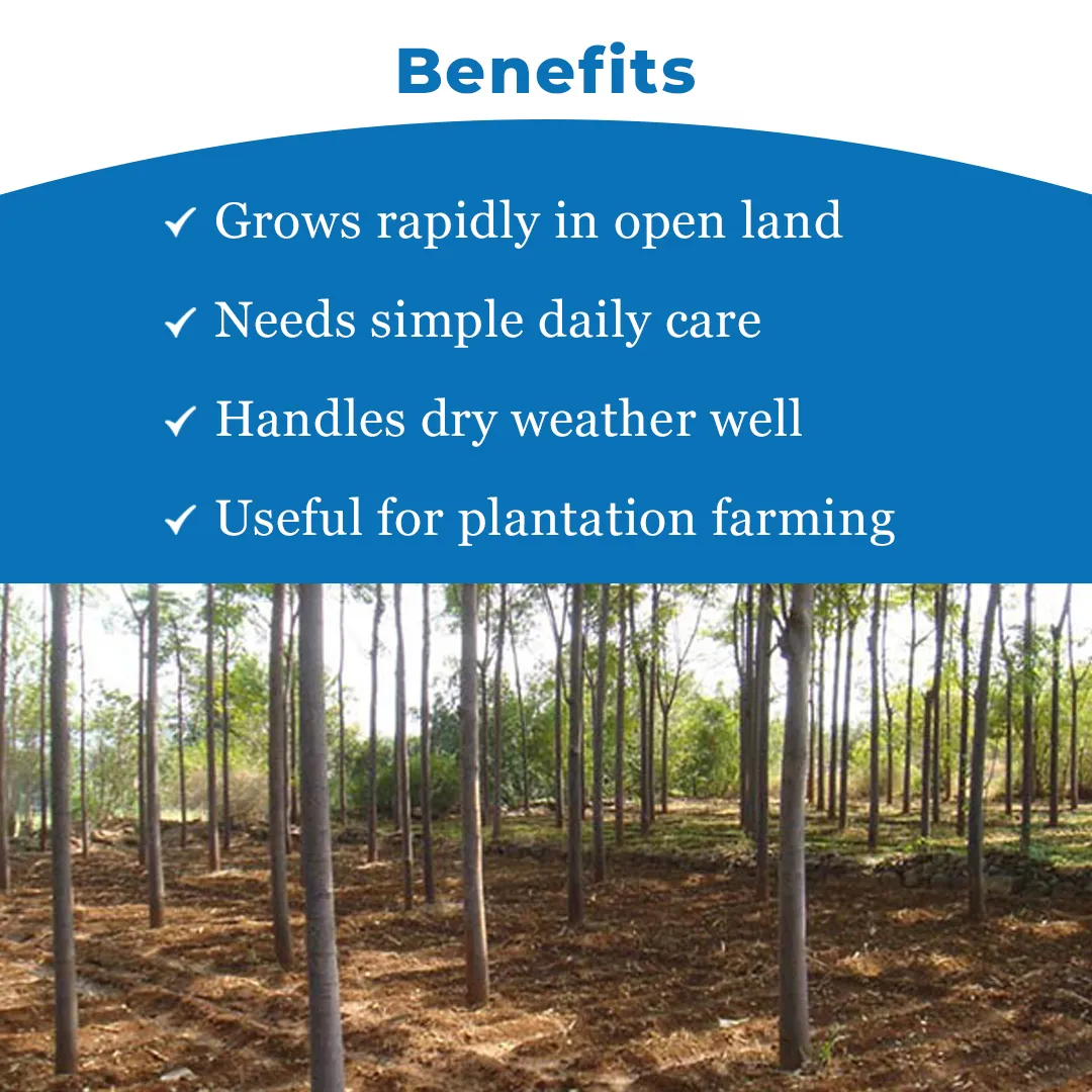 श्री साई फॉरेस्ट्री - मेलिया ड्यूबिया के बीज, मलाबार नीम के बीज, तेज़ी से बढ़ने वाला वृक्ष - Image 4