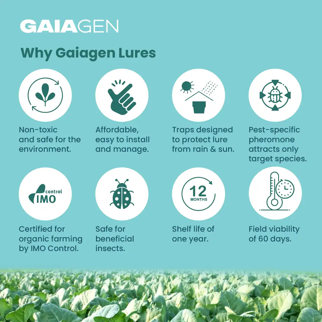 गाइएजेन डायमंडबैक मोथ फेरोमोन ल्यूर फॉर प्लूटेला ज़ाइलोस्टेला, आईएमओ प्रमाणित - Image 8