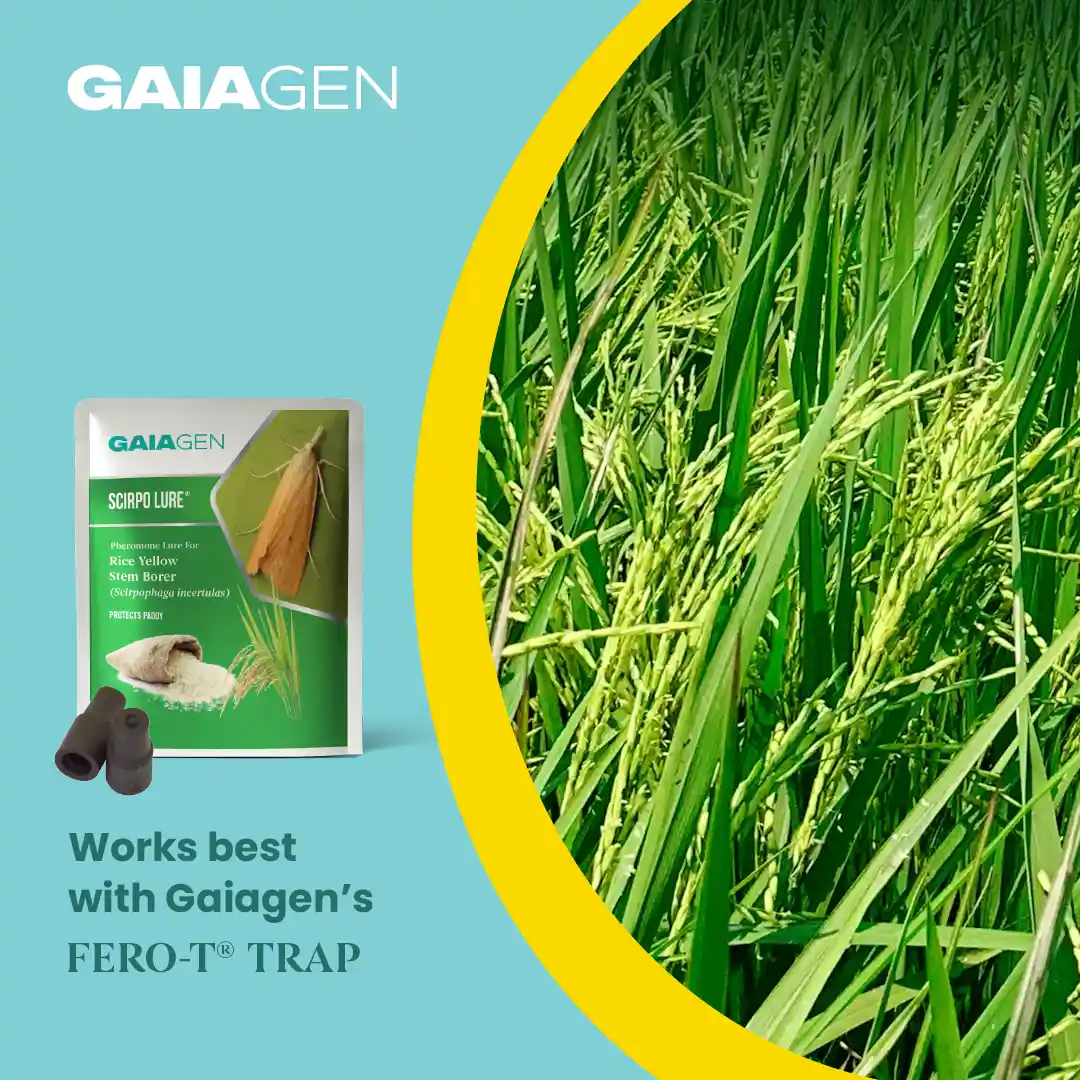 गाइएजेन चावल का पीला तना छेदक (स्किरपोफगा इंसर्टुलास) फेरोमोन ल्यूर और फनल कीट ट्रैप्स कॉम्बो, आईएमओ प्रमाणित - Image 8