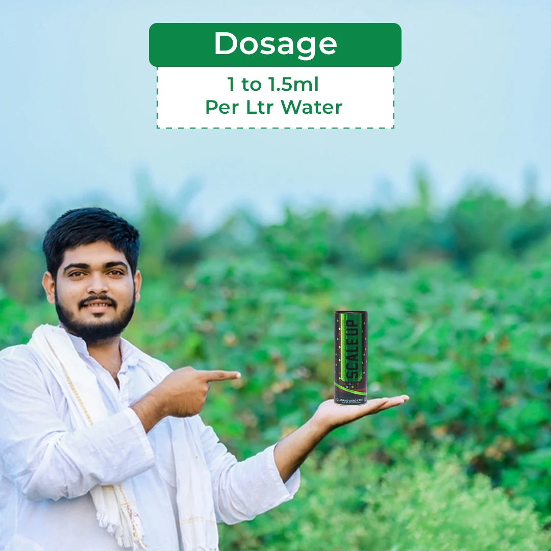 आनंद स्केल अप (ब्रैसिनोलाइड) फूलने वाला बायो स्टिमुलेंट - आकार बढ़ाने वाला, बेरी के आकार और कुरकुरे, चमकदार फल सुधारता है, और बेरी का वजन बढ़ाता है। - Image 5