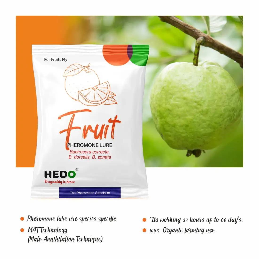 HEDO Fruit Fly Trap Yellow IPM With Fruit Fly Lure (Bactrocera Correcta, Bactrocera Zonata, Bactrocera Dorsalisa) Control Fruit Fly In All Fruits - Image 2